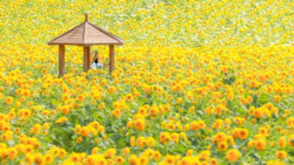 【岡山・倉敷発】 ~芸備線ローカル列車の旅~ もも狩り体験と冷え冷え食べ放題・世羅高原農場ひまわり 日帰り3